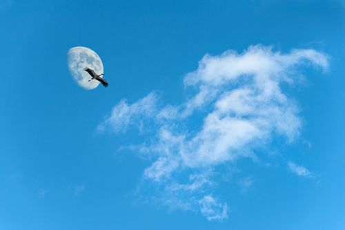 Flying High