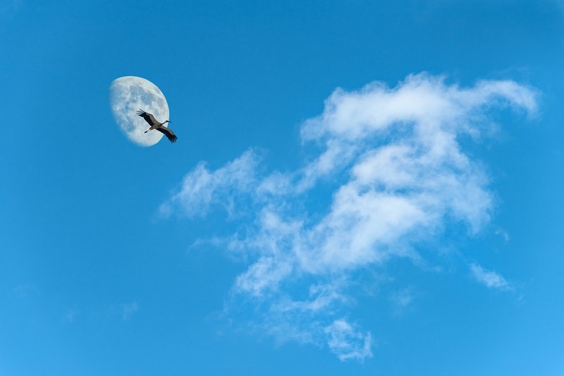 art, collage, color, colors, color image, composing, concept, conceptual,  digital, editing, photography, photo collage, Flying High фото превью