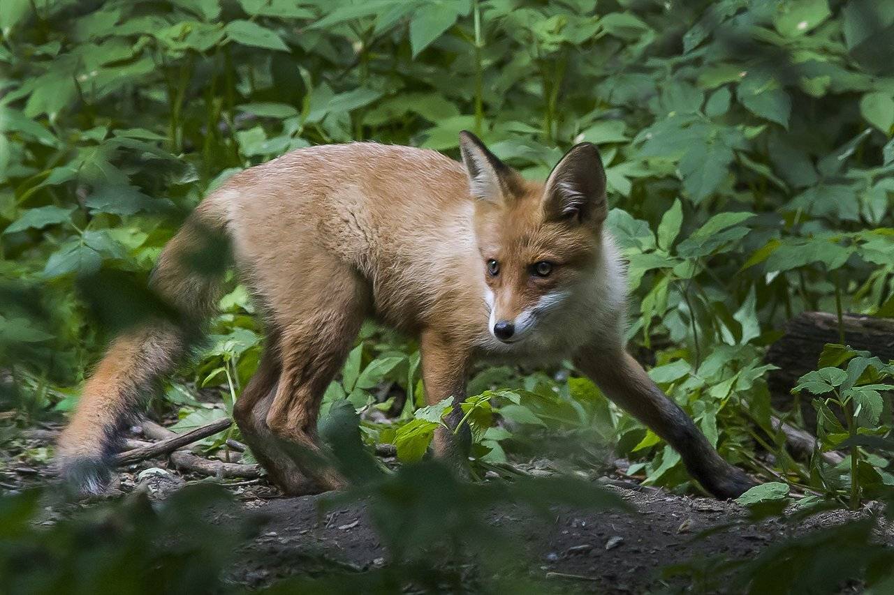 лисёнок, охота, лес, Наталия Сытина