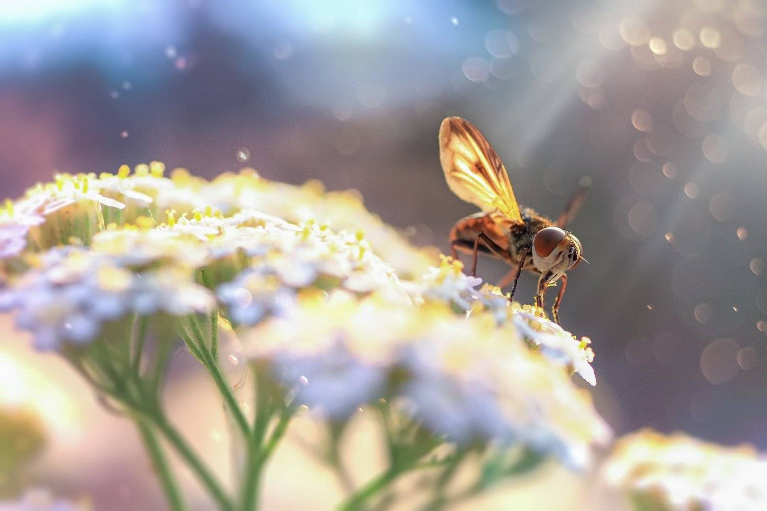 жук,лапы,глаза,свет,блик,солнце,песок, Юрий Котов