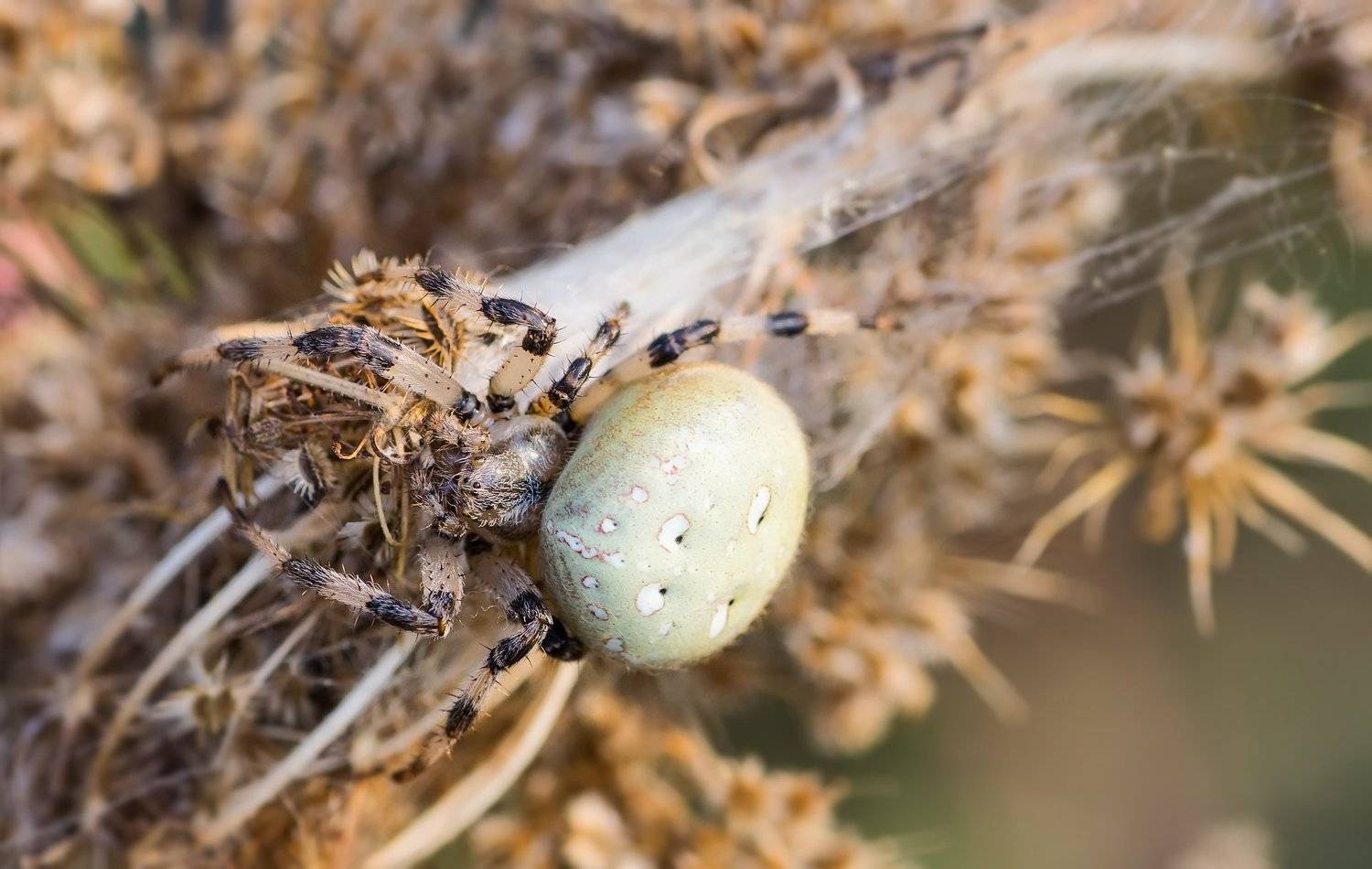 паук,лапы,вода,глаза,свет,блик,солнце, Юрий Котов