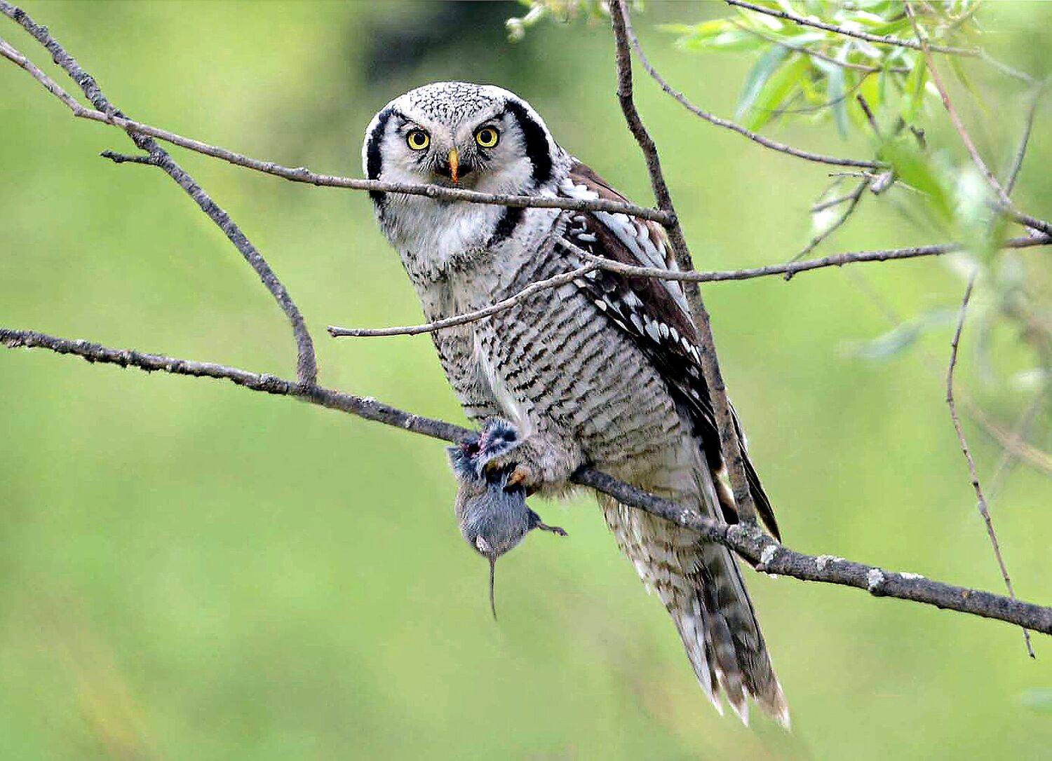 , Михаил Белоусов