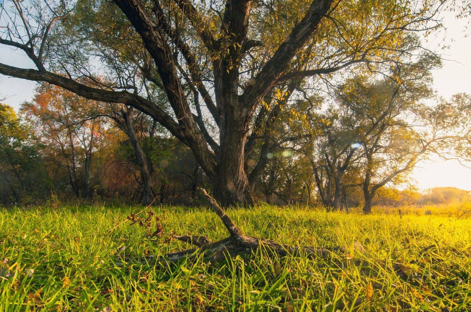 , Романенко Денис