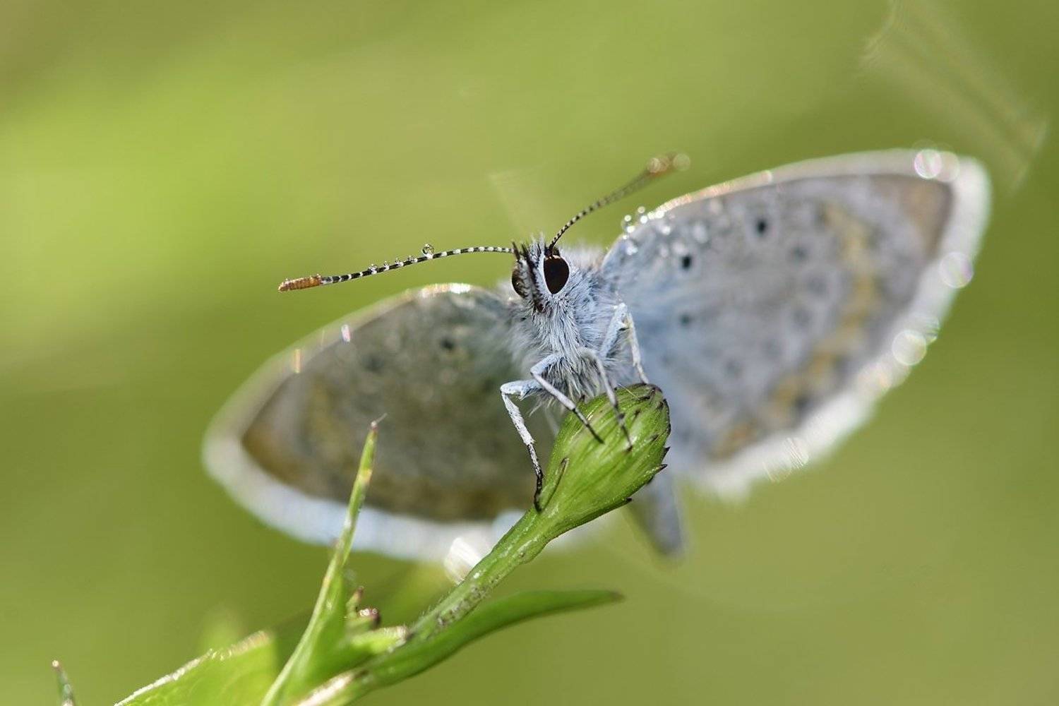 бабочка  butterfly, Jaroslav Mego