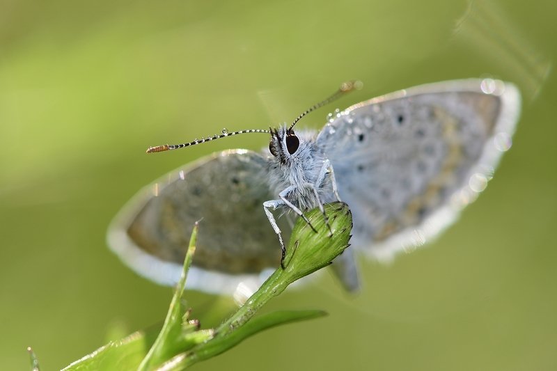 бабочка  butterfly бабочка фото превью