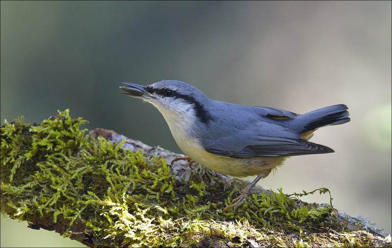 поползень Добытчик... фото превью