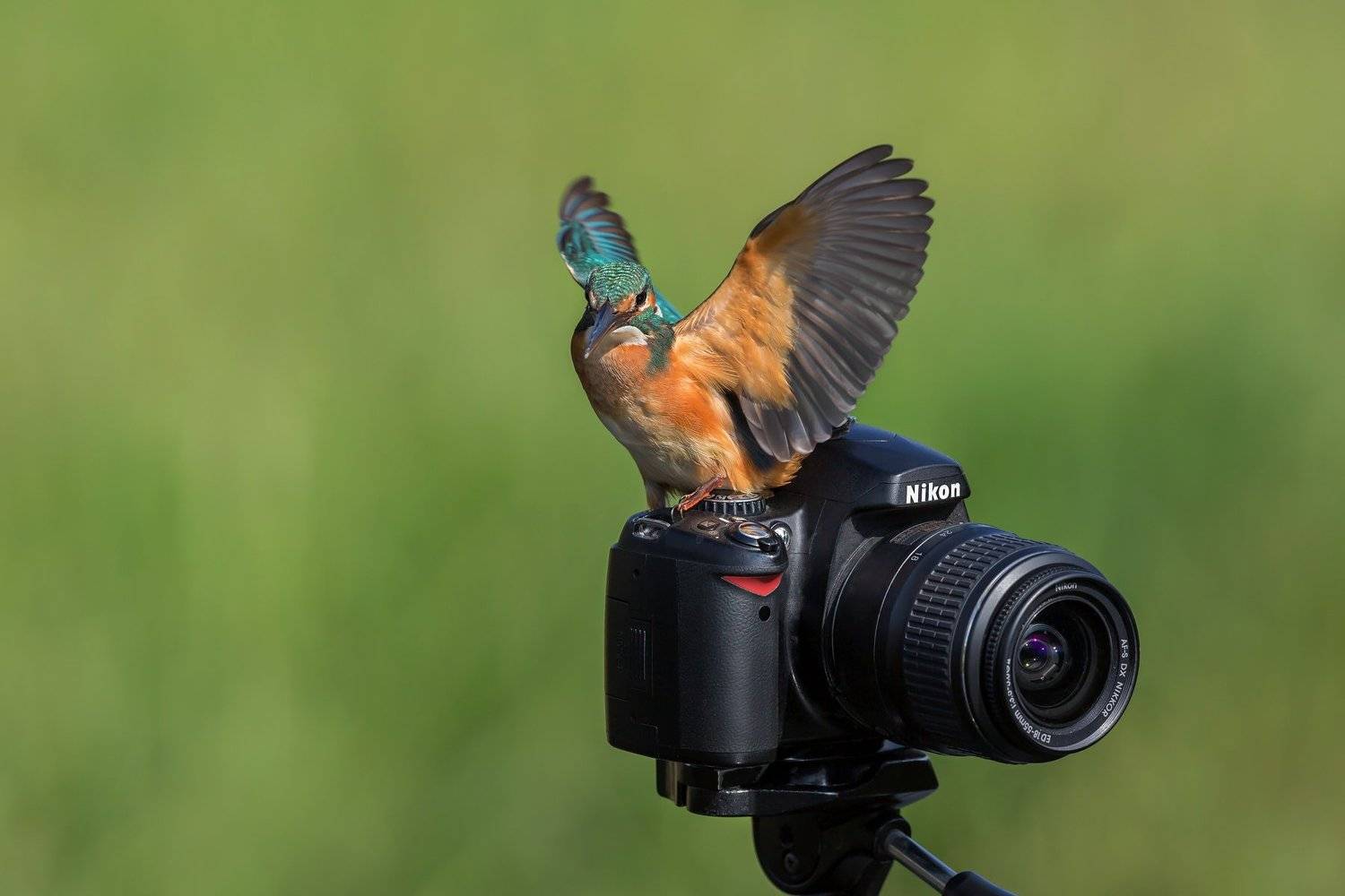ПётрРогов,фотограф,орнитология,Израиль,фотоохота,canon5dmarkiii,canon600mmf4,birds,ornitology,nature,Israel,дикаяприрода,kingfisher,wildnature,Иерусалим,Jerusalem,wildnaturephotography,обыкновенныйзимородок,зимородок, Пётр Рогов