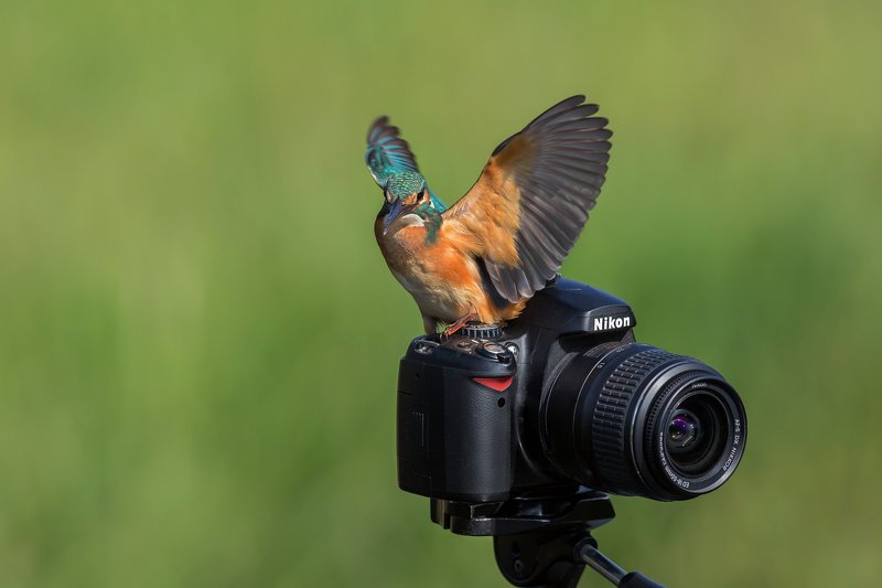 ПётрРогов,фотограф,орнитология,Израиль,фотоохота,canon5dmarkiii,canon600mmf4,birds,ornitology,nature,Israel,дикаяприрода,kingfisher,wildnature,Иерусалим,Jerusalem,wildnaturephotography,обыкновенныйзимородок,зимородок Зимородок обыкновенный  фото превью