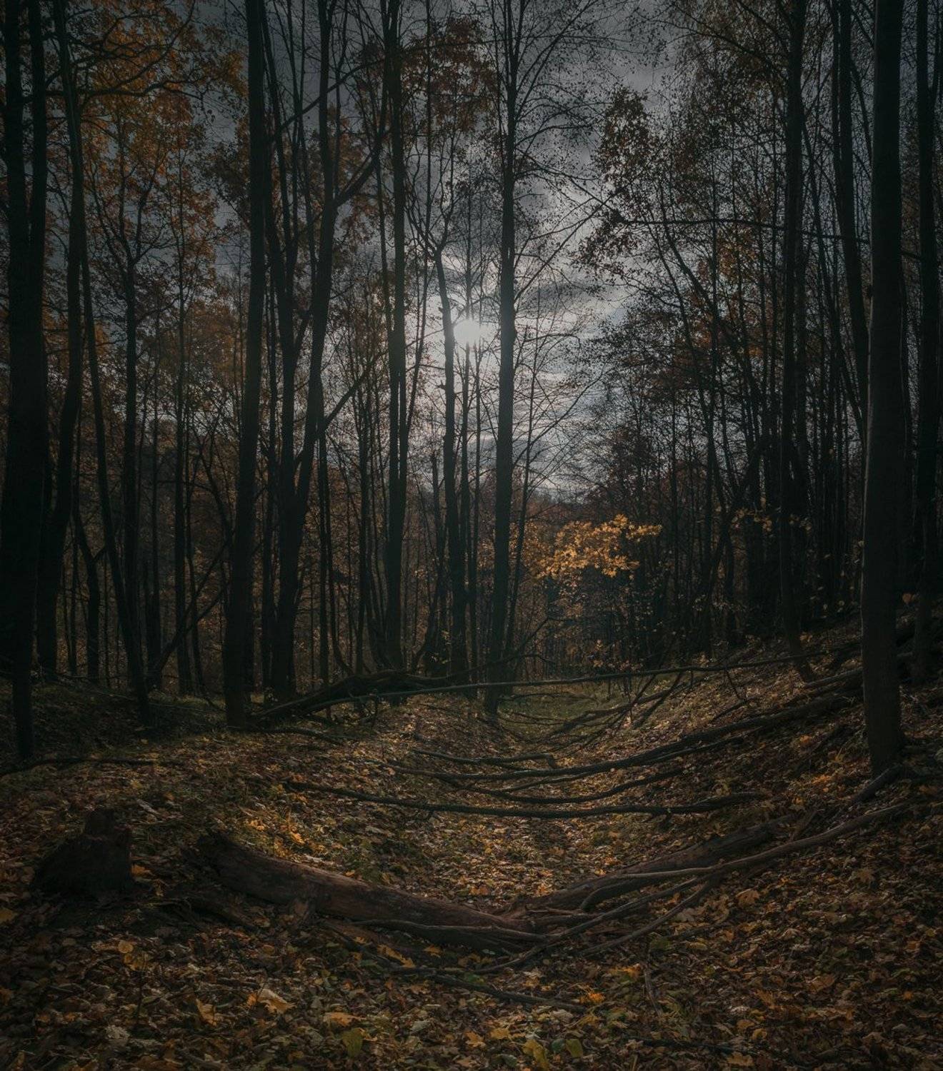 лес, свет, вечер, природа, Баранов Олег