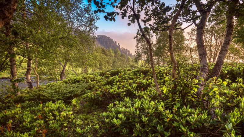 Утро рододендронов фото превью