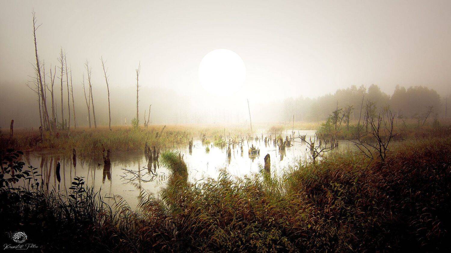 marshland, fog,landscape,autumn, nature, sky, sun, forest, trees, dawn, mist, water, nikon, swamp, light, , Krzysztof Tollas