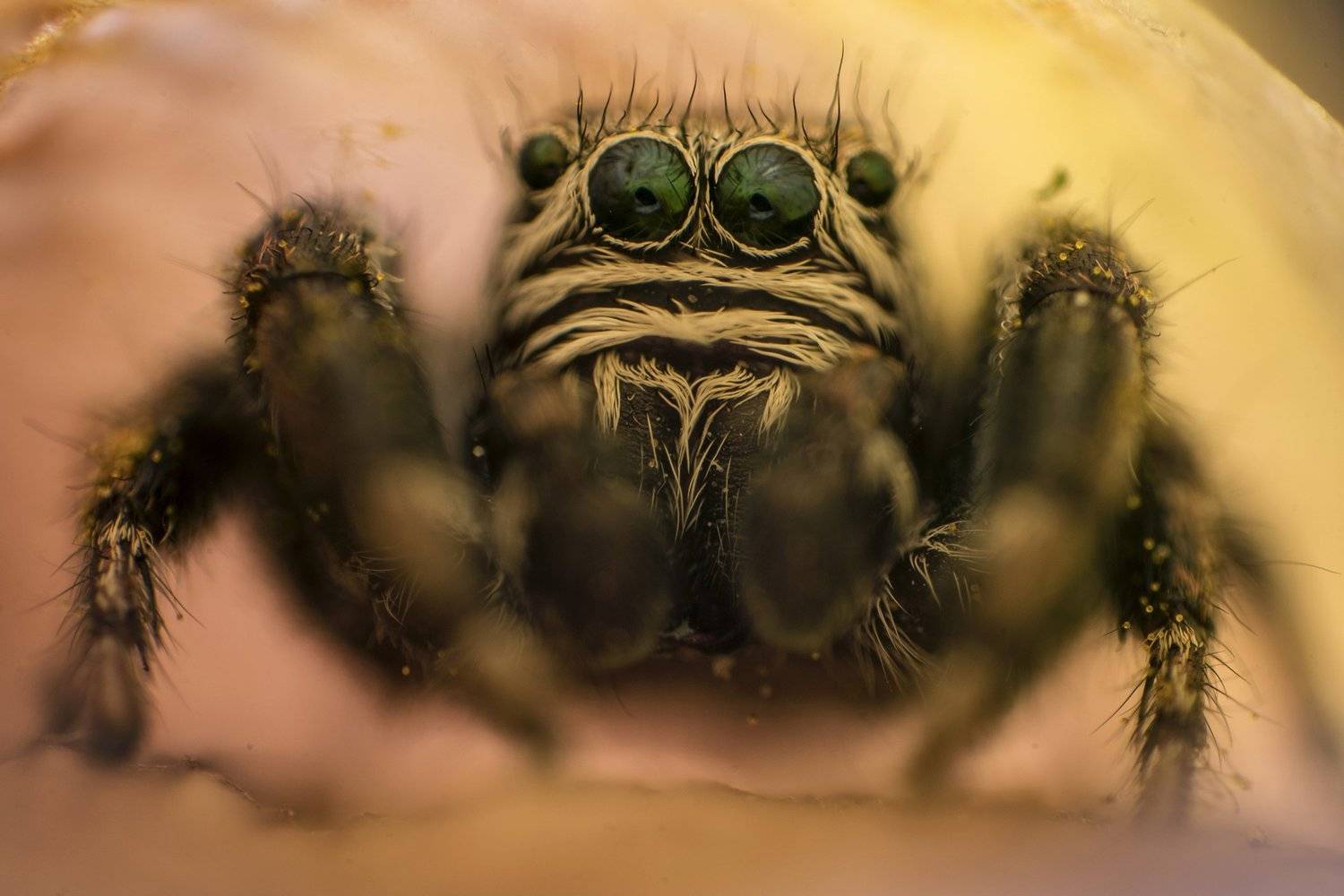 макро, природа, паук, животные, Рустам Афлятунов