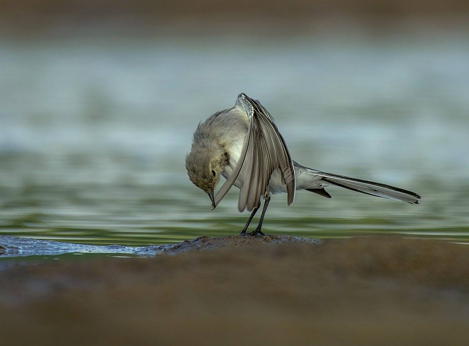 птицы,природа,лето, Андрей Киселёв