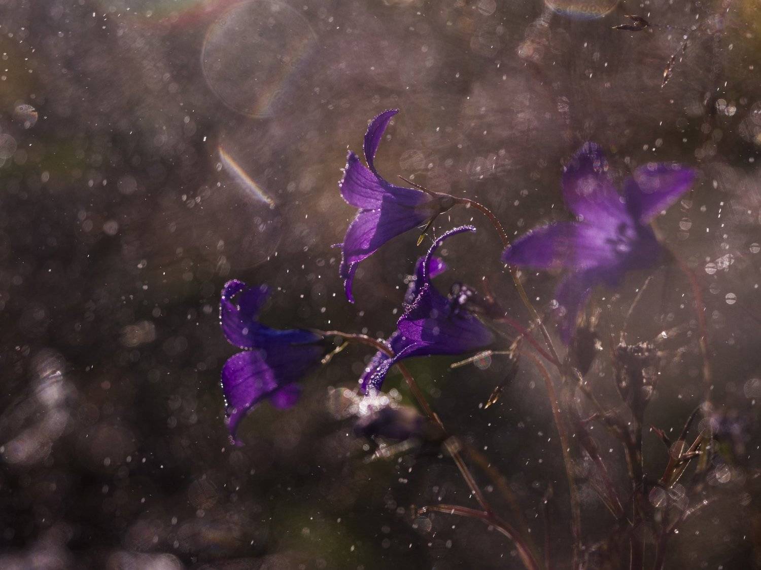 , Евгения Муравская