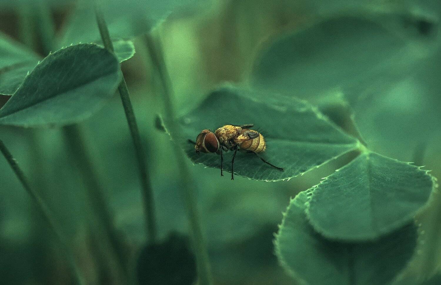 , Рут Андрей