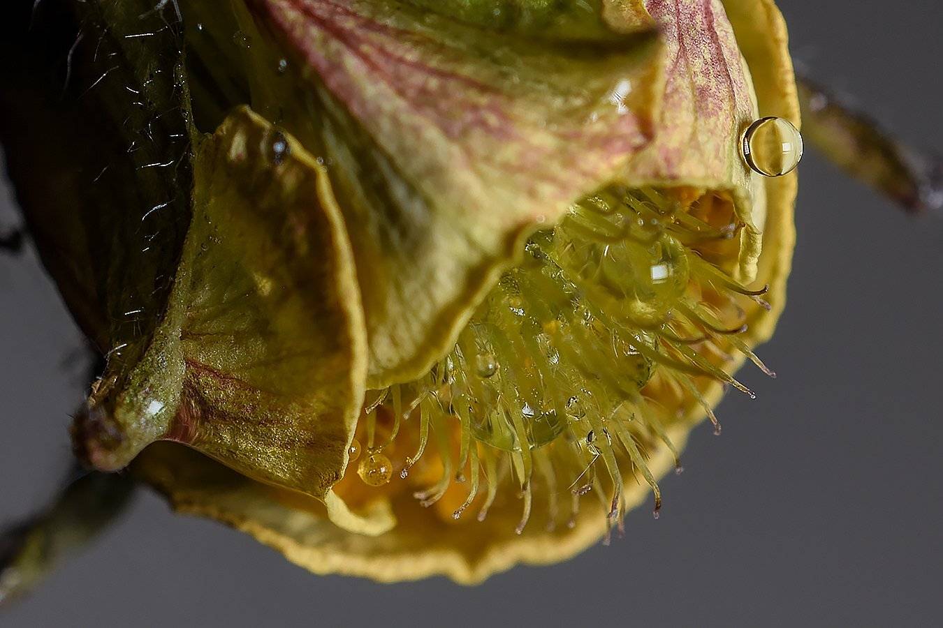 растение,макро,роса, Сергей Духанин