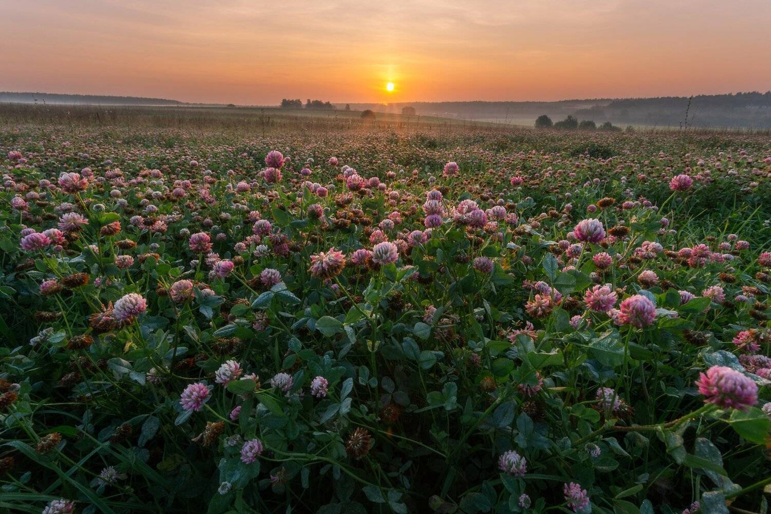 природа, пейзаж, рассвет, клевер, цветы, осень, Мартыненко Дмитрий