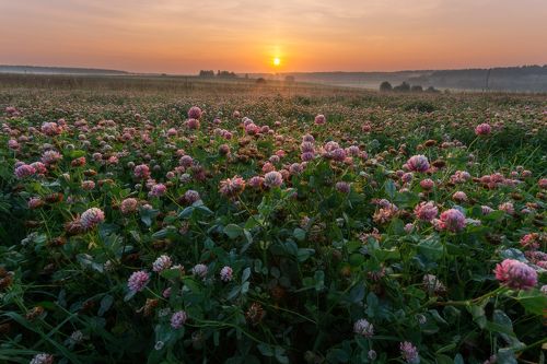 Клевер на рассвете
