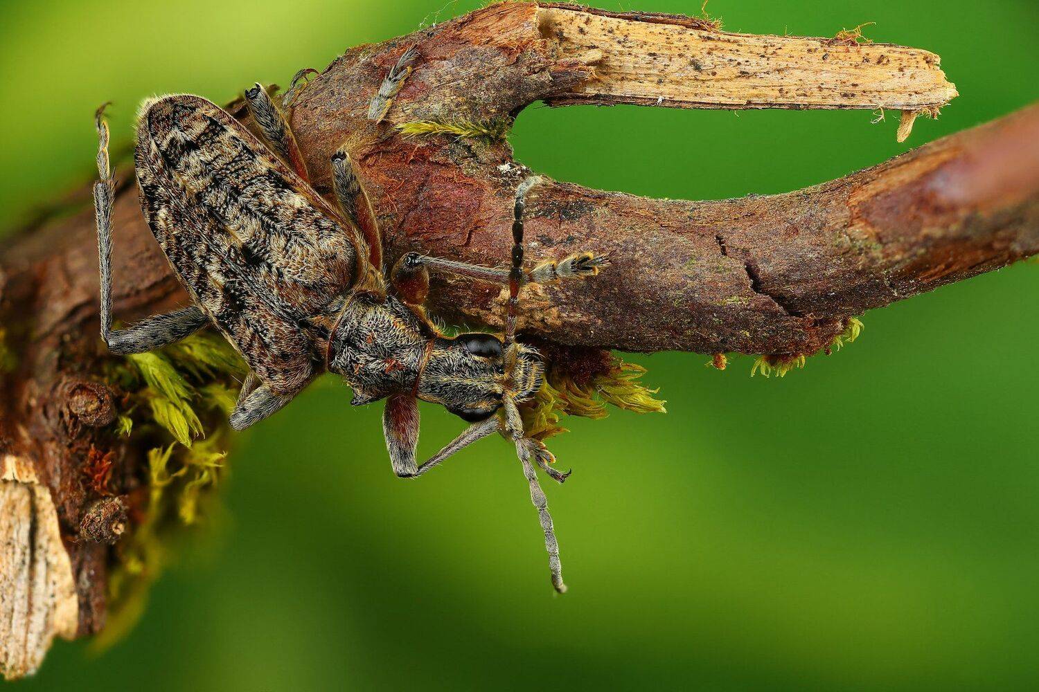 жук макро природа ветка цвет зеленый коричневый, Андрей Шаповалов