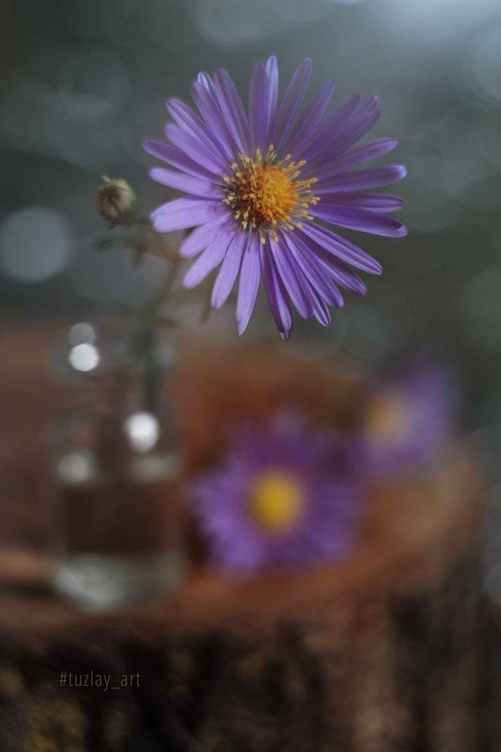 сентябрики, астры, сентябринка, астра итальянская, пень, боке, гелиос 44, Владимир Тузлай
