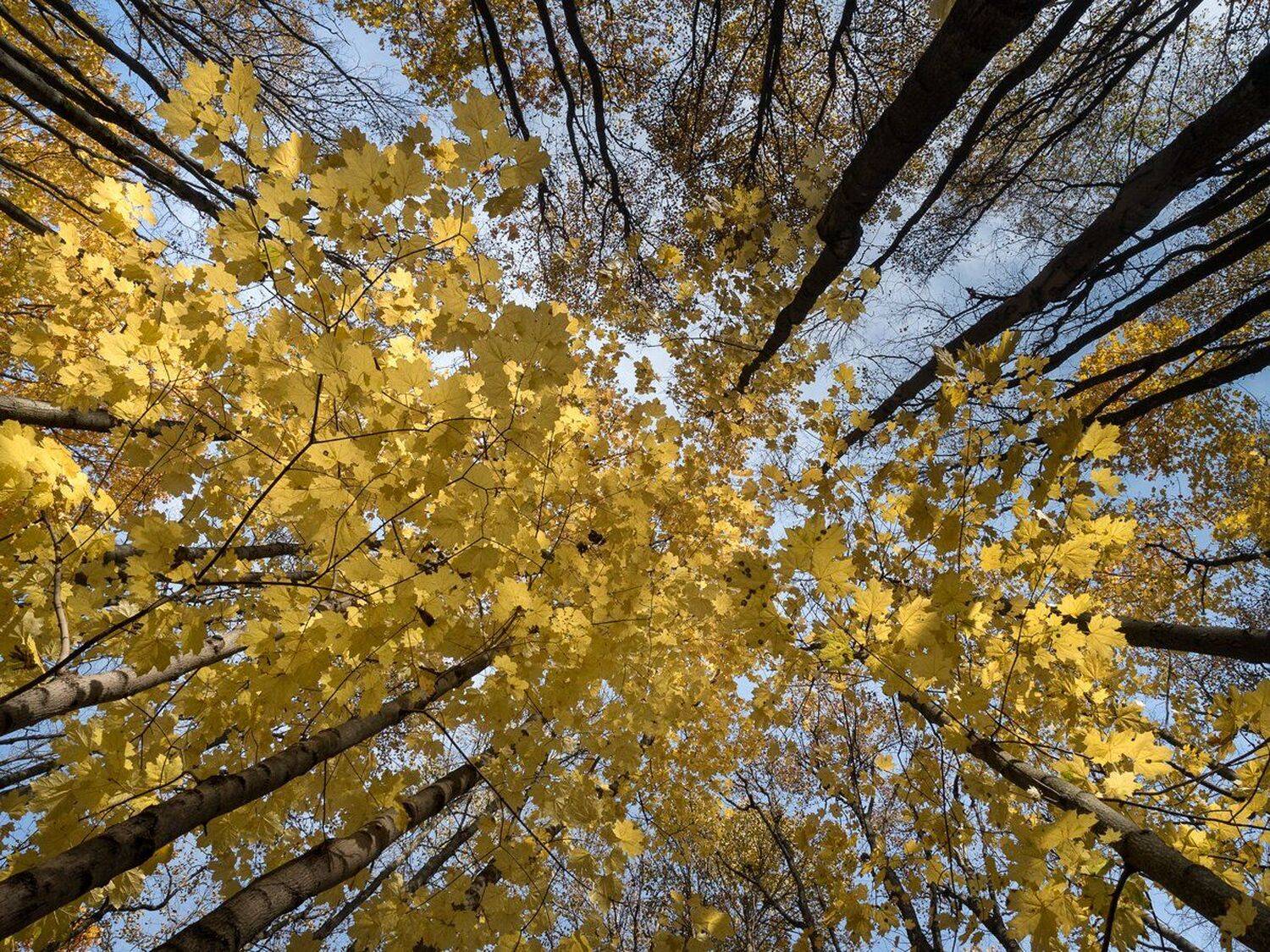 , Баранов Олег