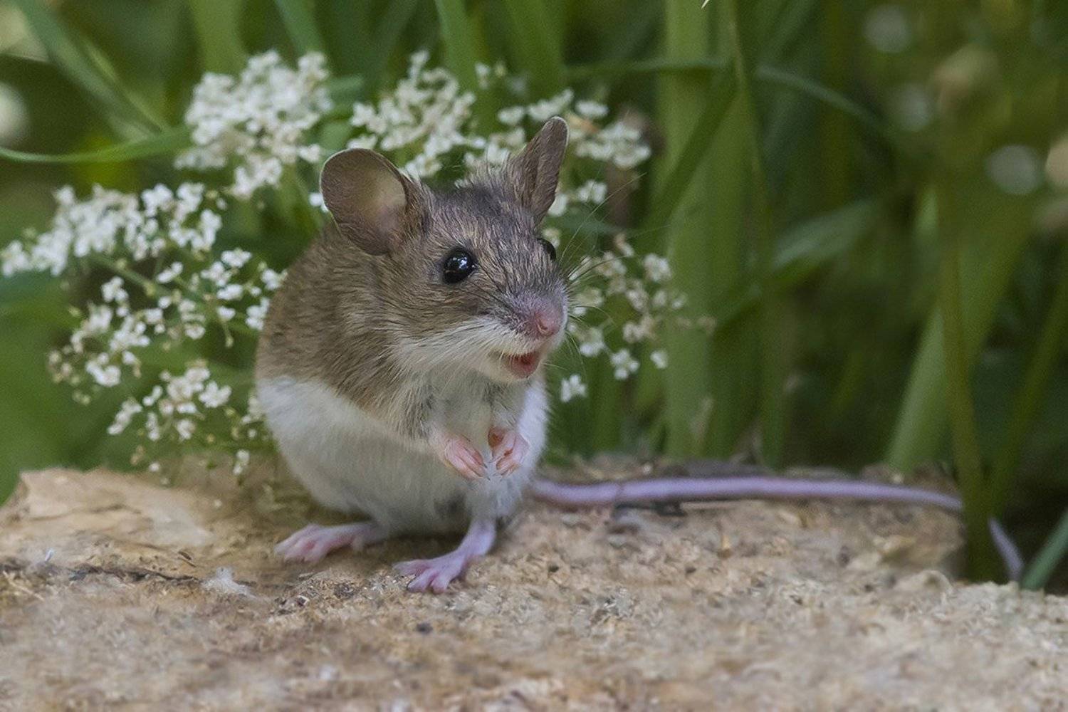мышь, улыбка, лес, дерево, Наталия Сытина