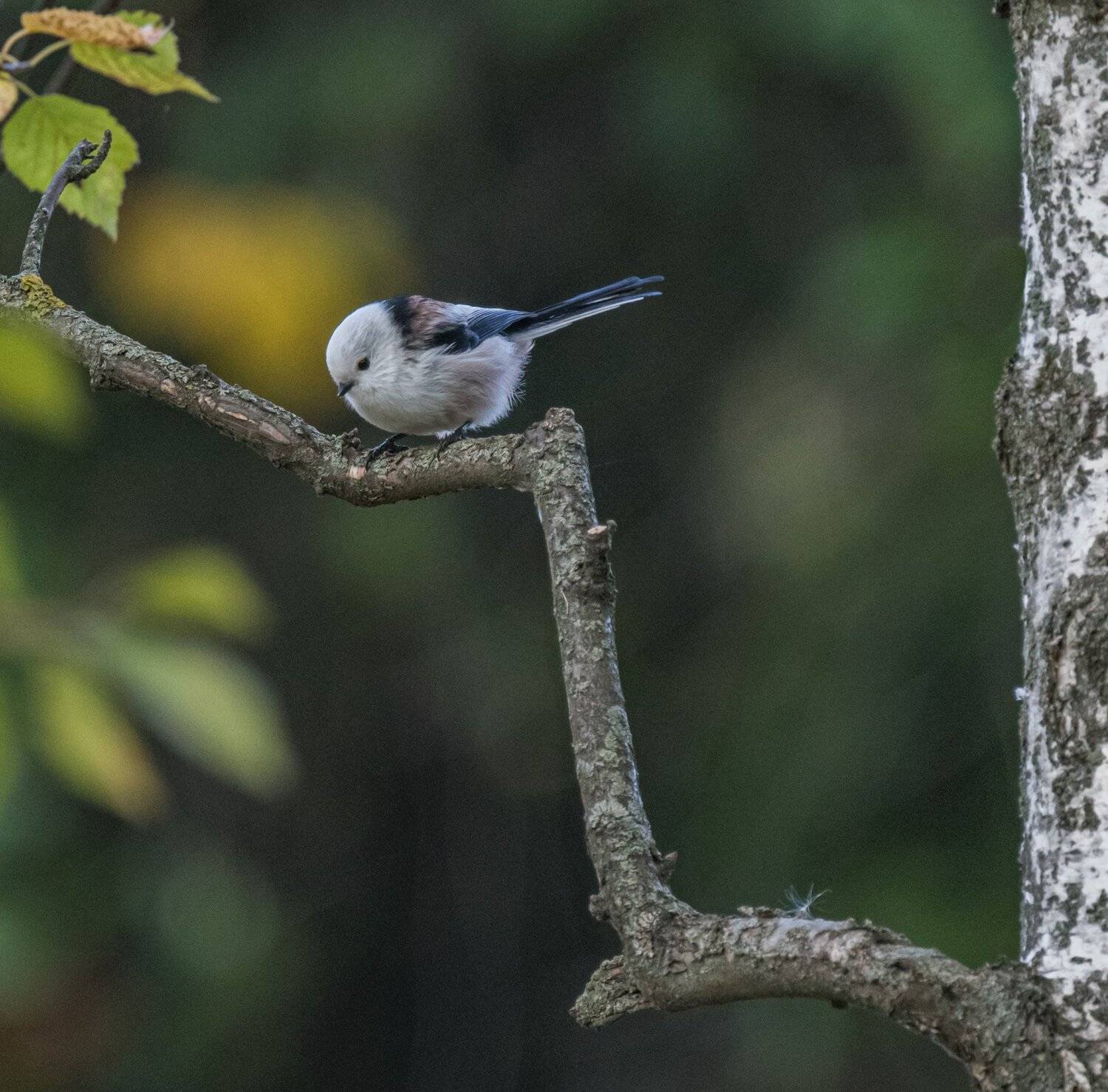 , Курлянцев Алексей