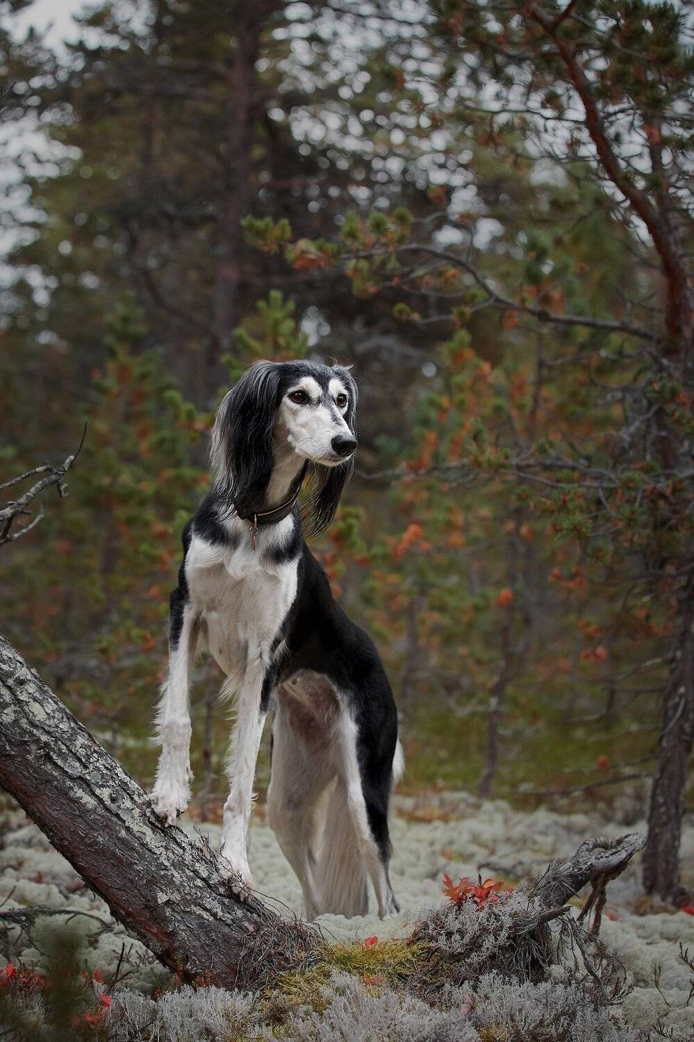 кольский, собаки, хибины, куэльпорр, умба, Лана Полякова