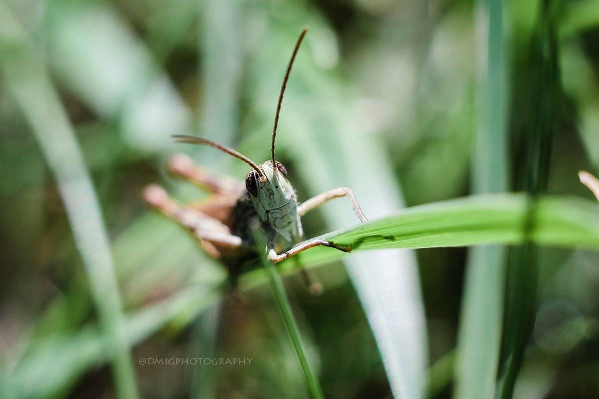макро, природа, макромир, макросъёмка, гелиос44_2, осень, солнце, саранча, трава, , Дмитрий Гусалов