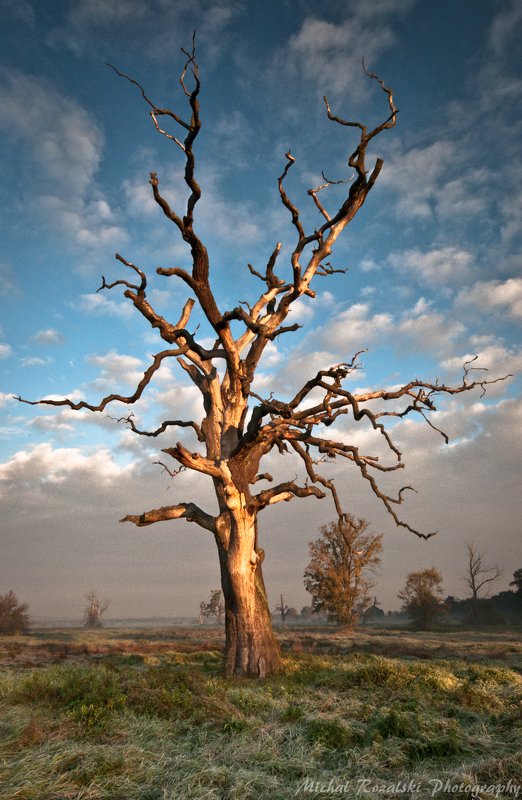tree, , oak, , park, , natura, , autumn, , sunrise, , sunlight, , colors, ,sky, ,clouds, , Lonely tree фото превью