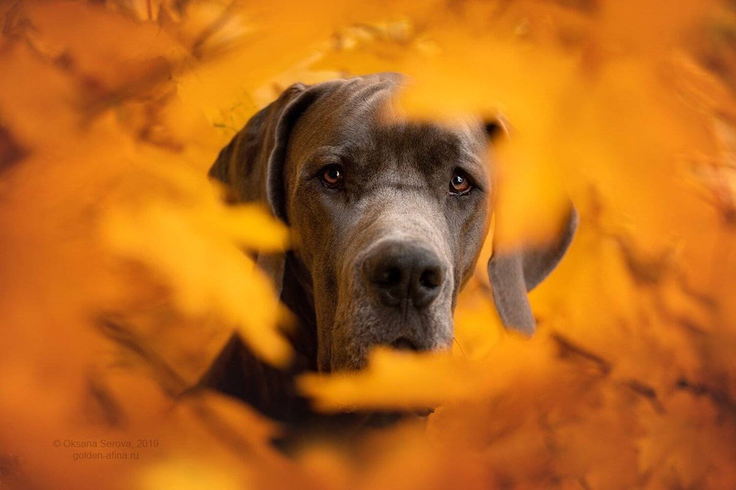 , Оксана Серова