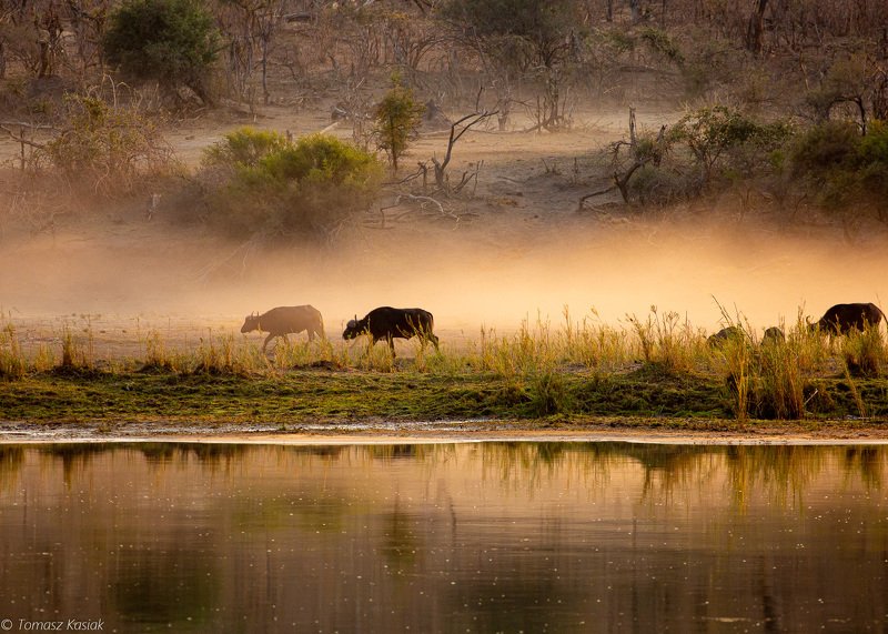 Buffalo фото превью