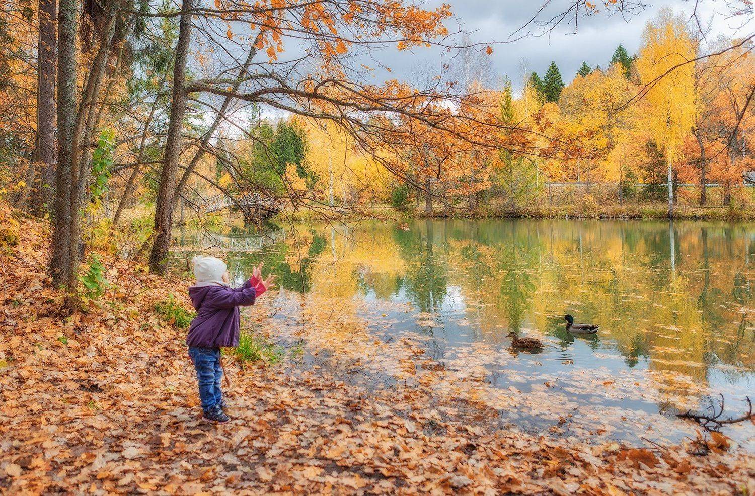 абрамцево, осень, Владимир Липецких