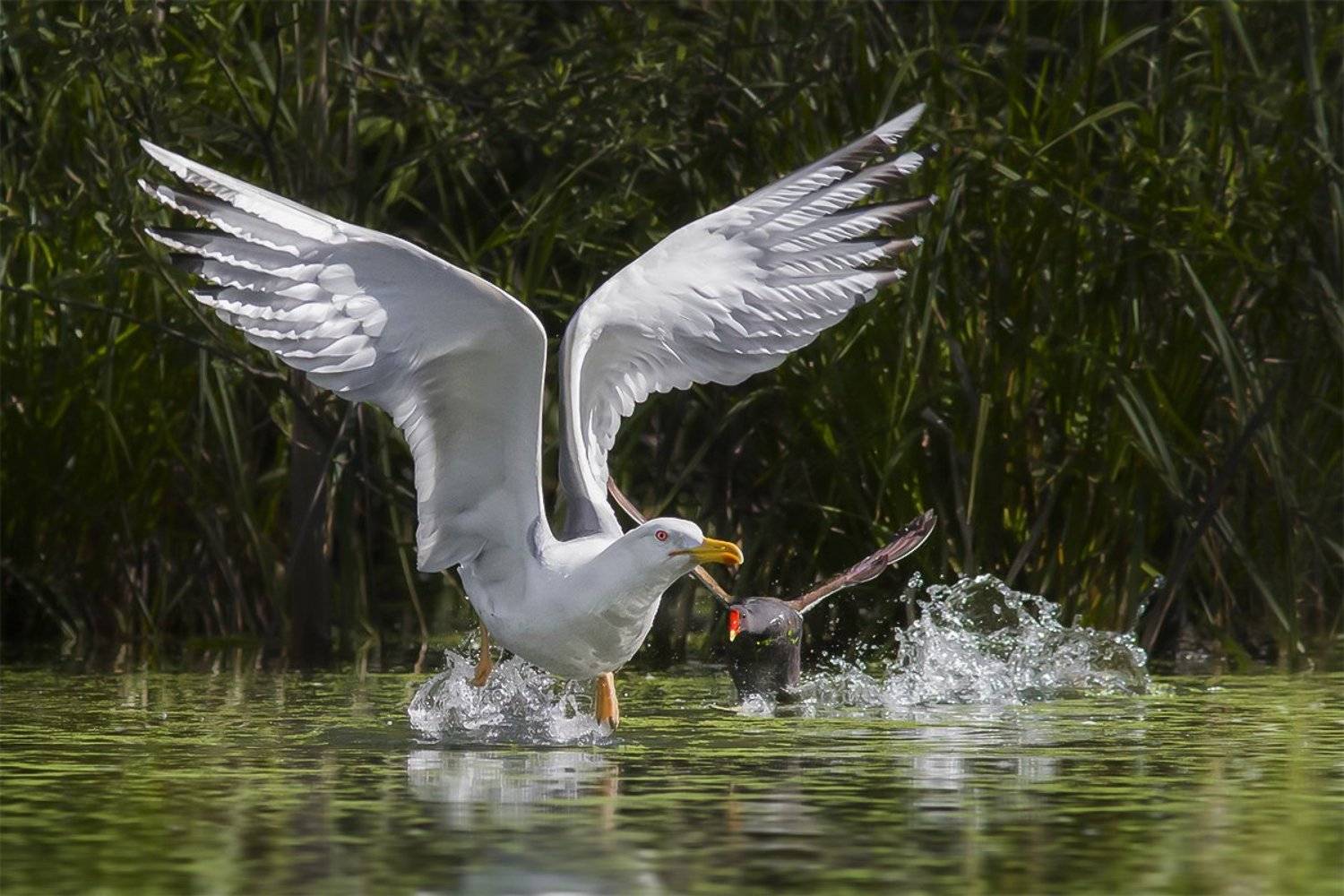 птицы, камышница, чайка, нападение, Наталия Сытина