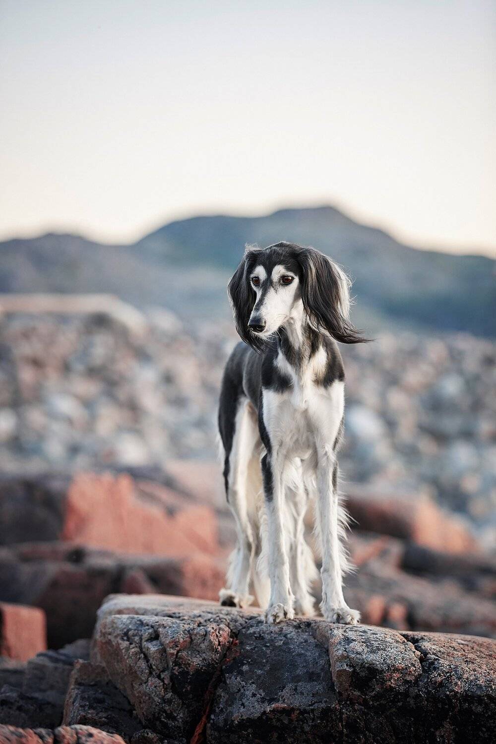 кольский, собаки, хибины, куэльпорр, умба, Лана Полякова