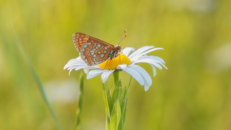 Жаль что лето прошло ... фото превью