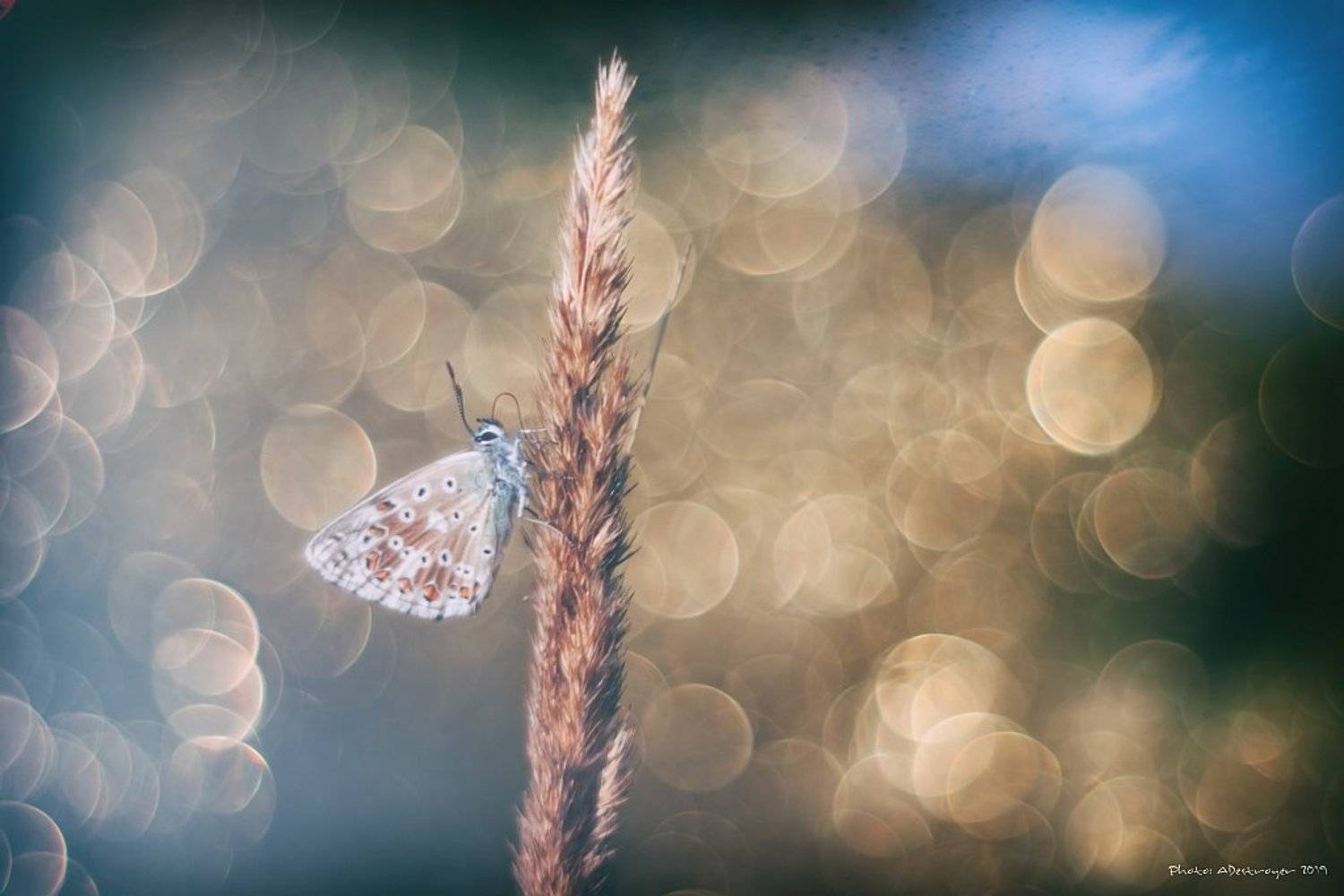 macro, nature, butterfly, Ryszard Lal