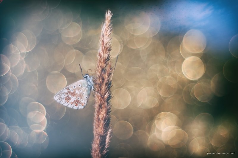 macro, nature, butterfly Ugly, Dirty, Old I фото превью