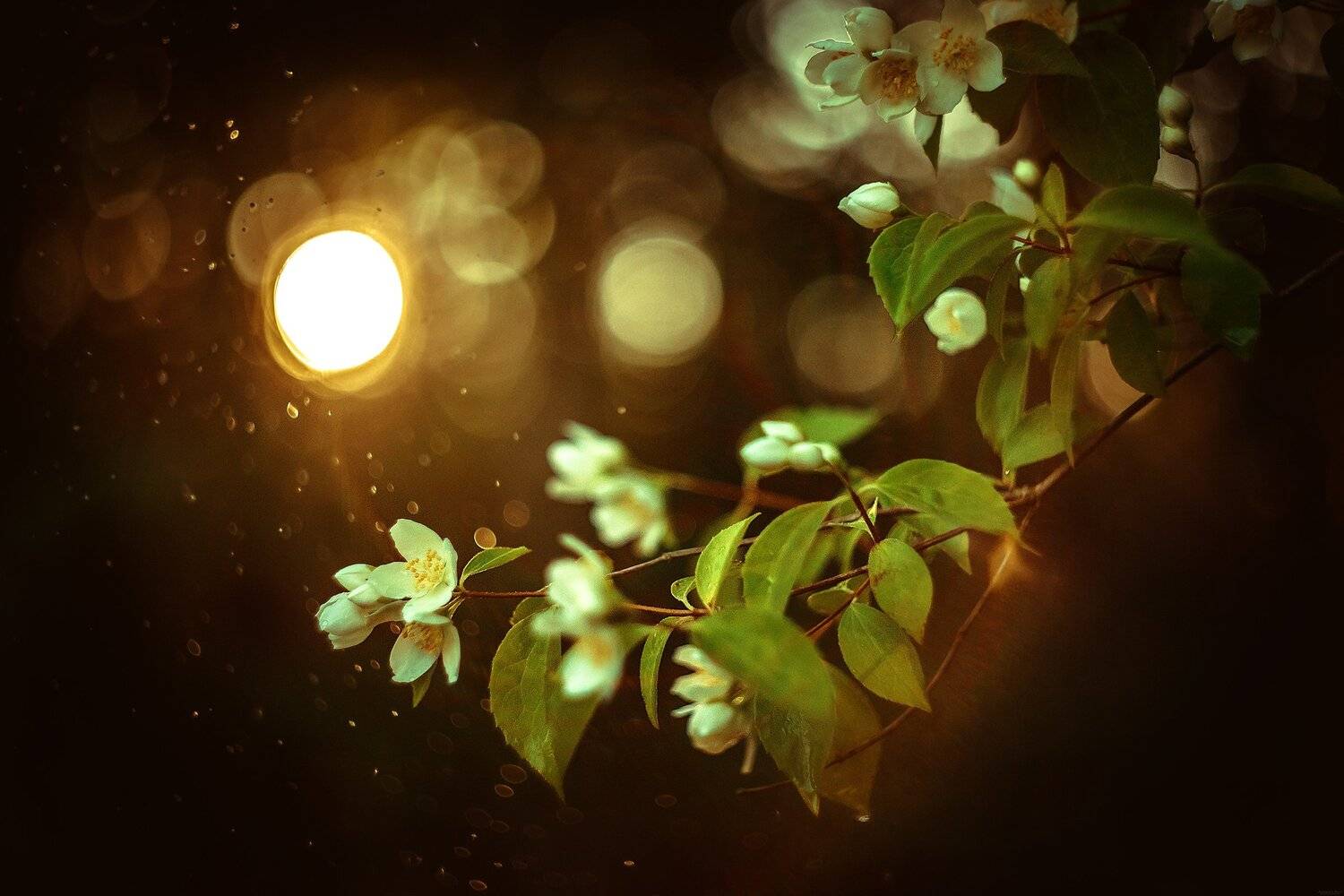 , Рут Андрей