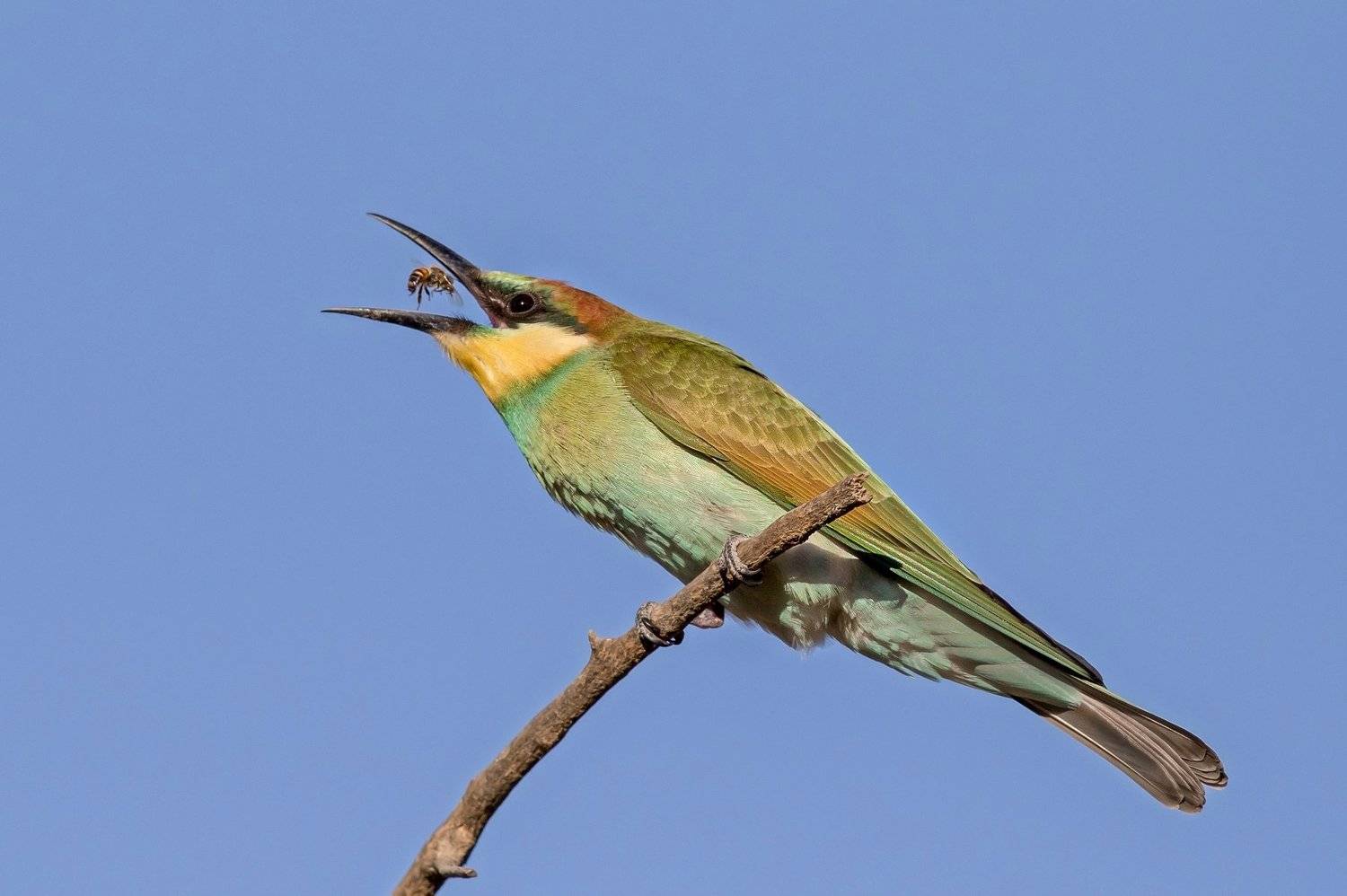 ПётрРогов,фотограф,дикаяприрода,динамика,птицы,орнитология,фотоохота,золотистаящурка,пчелоедка,canon5dmarkiii,canon600mmf4,birds,ornitology,dinamiс,wildnaturephotography,wildnature,Israel,Израиль,wildnaturephotography,wildnature, Пётр Рогов