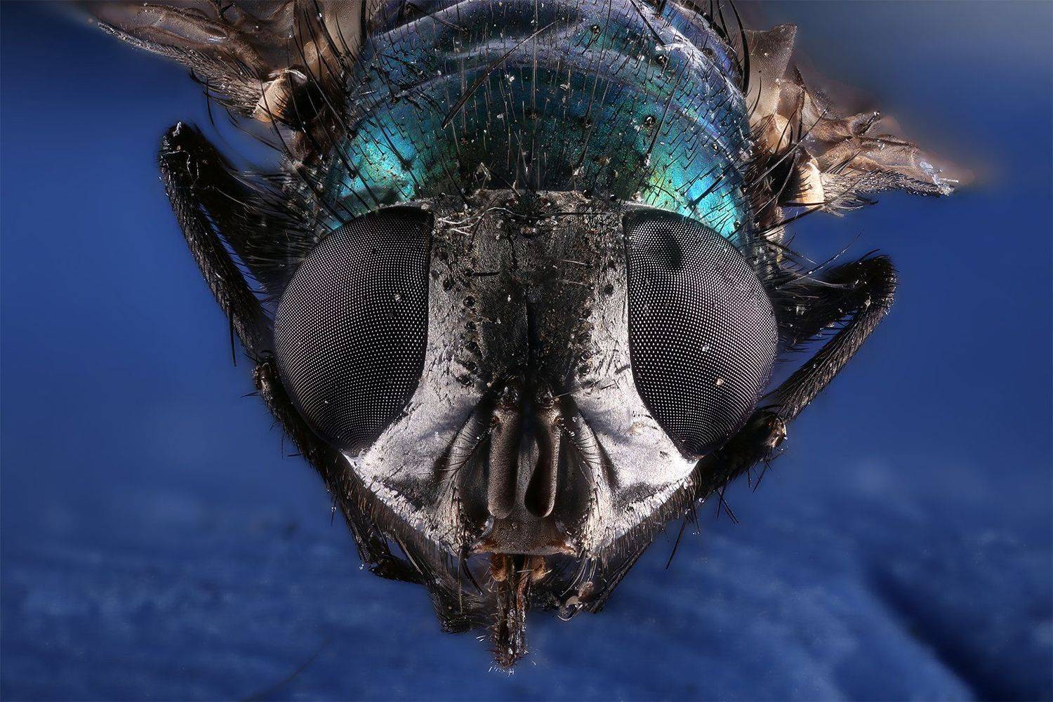 муха насекомое макро, Борис Фотомания