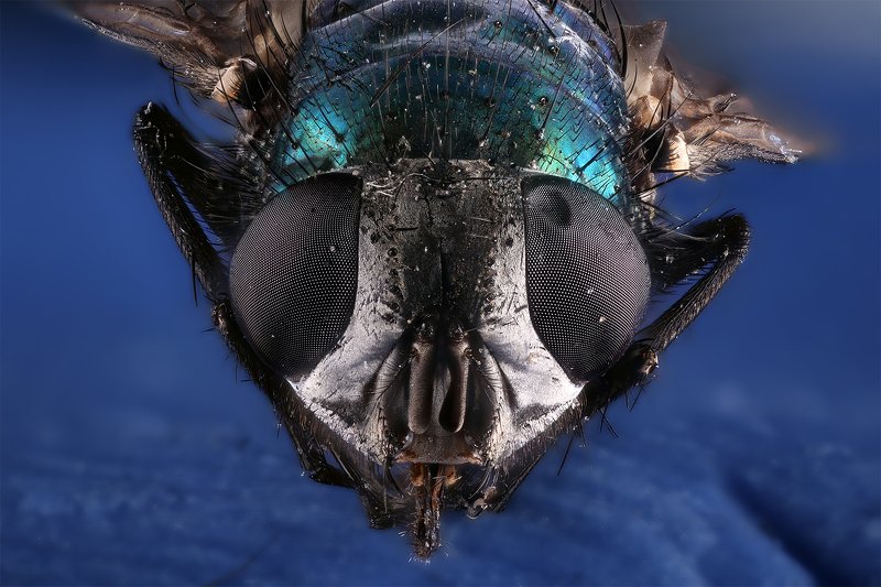 муха насекомое макро Муха фото превью