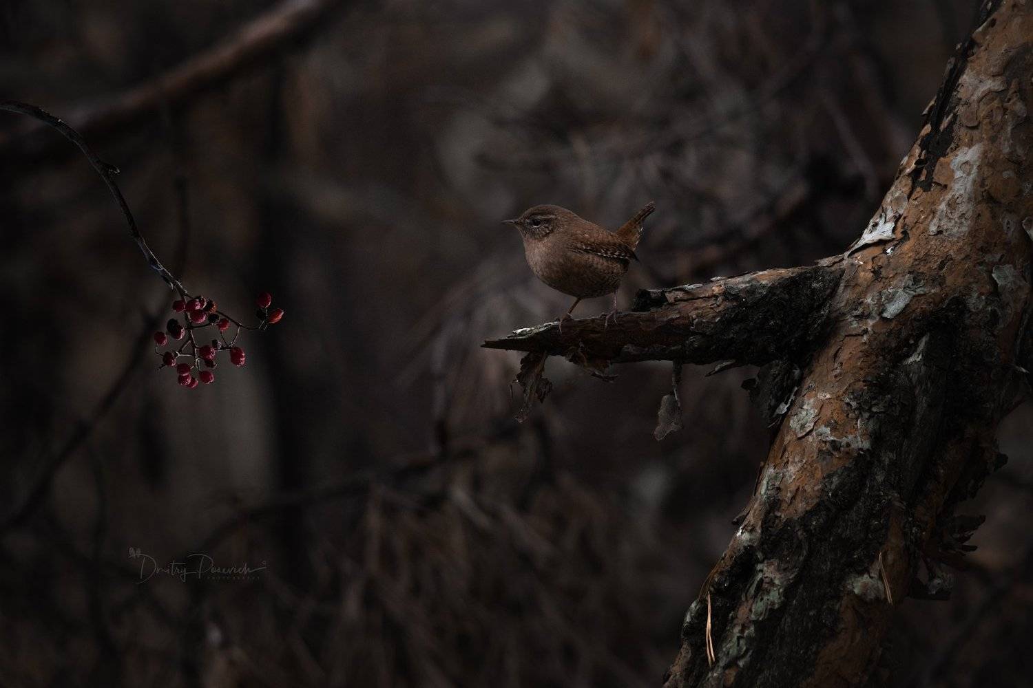 природа, лес, животные, птицы, Дмитрий Посевич
