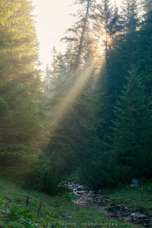 #fujixе1, #fujifilm, #ukraine, #nature, #природа, #карпатненько, #carpathians, #mountains, #flowers, #travelphotography, #landscapephotography, #landscapephoto, #phorographer, #naturephotography, #ukrainiantravelers, #springday, #naturelover, #adventure,  карпатненько фото превью