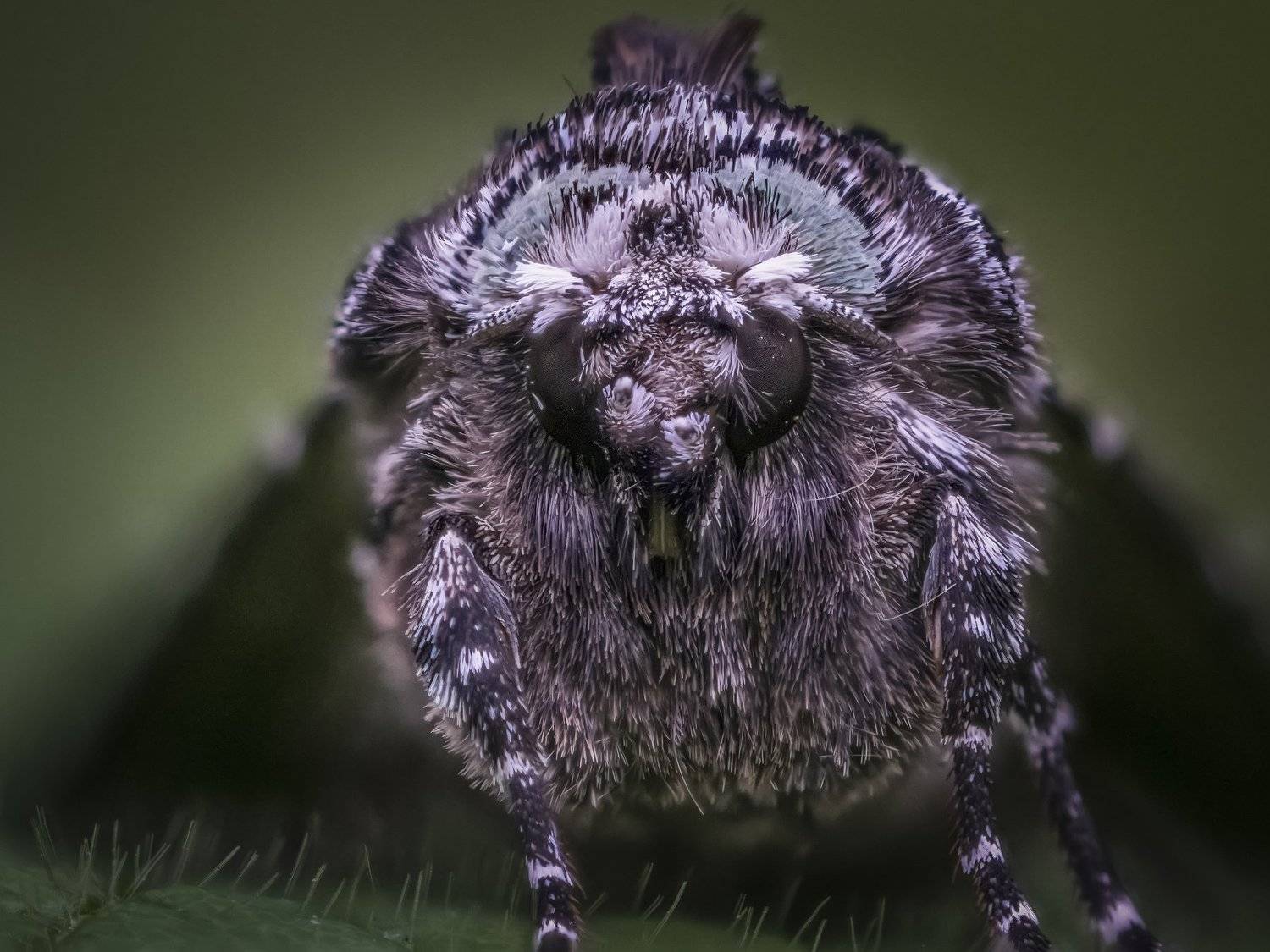 , Евгения Муравская