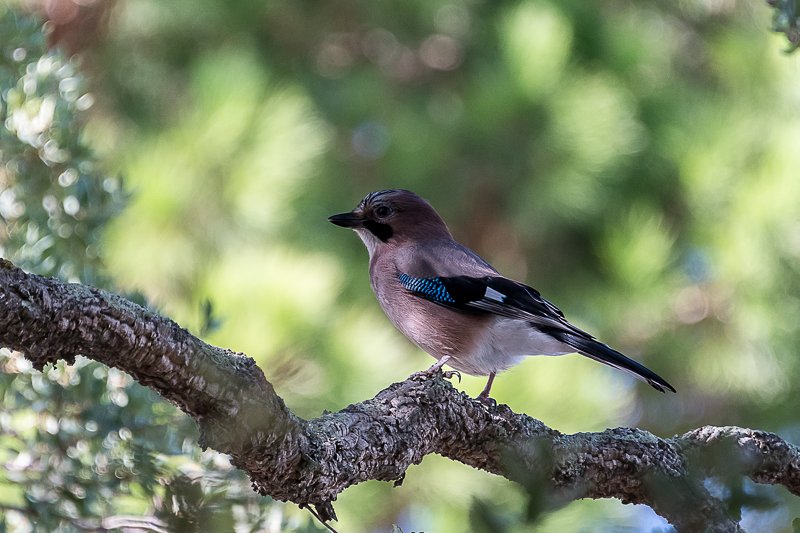 geai;bird;nature;wildlife;garrulus glandarius;corvidae Geai des chênes фото превью