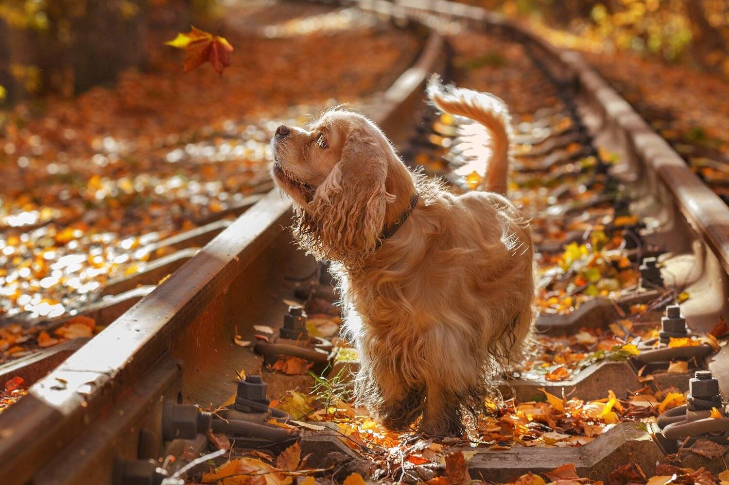 собаки, спаинель, Олег Богданов