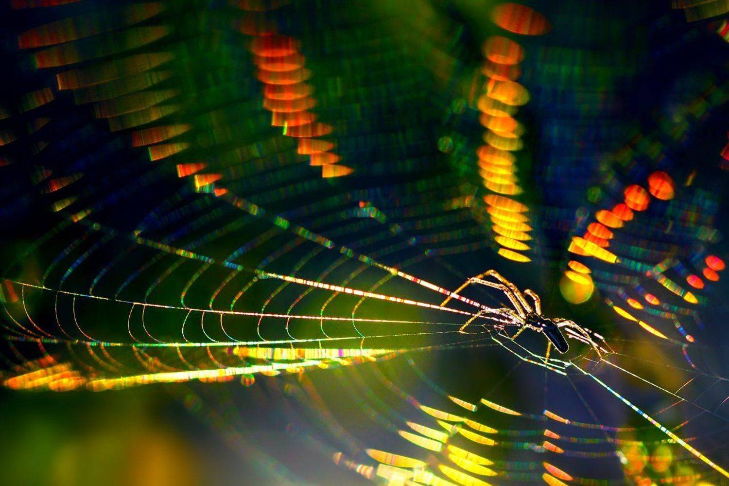 , Алёна Сурнина