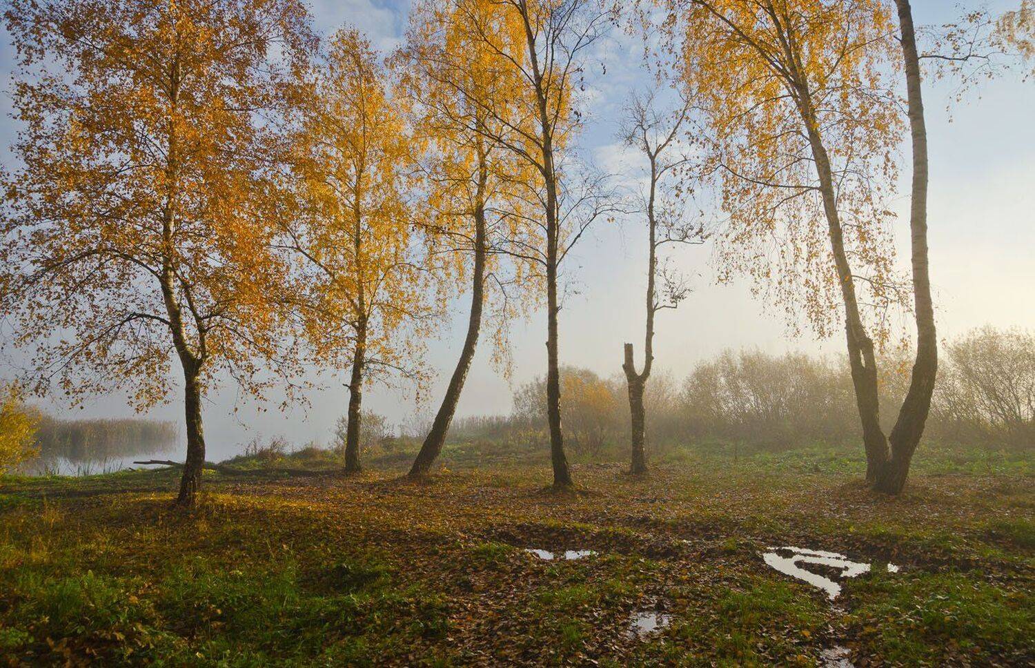 утро, природа, берёзы, осень, архангельское, Михаил Агеев