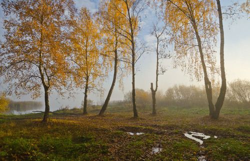 Берёзы Архангельского